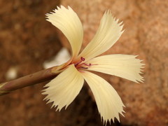Dianthus caespitosus