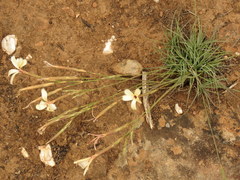 Dianthus caespitosus