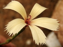Dianthus caespitosus