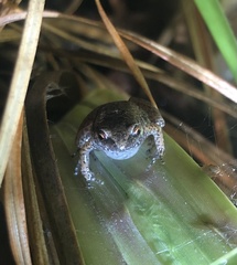 Austrochaperina gracilipes