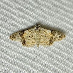 Araeopteron epiphracta