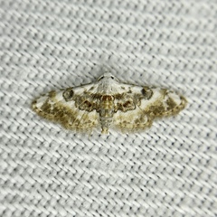 Araeopteron micraeola