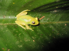 Boana cinerascens
