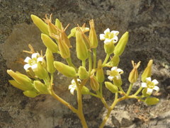 Tylecodon leucothrix