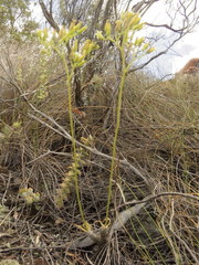 Tylecodon leucothrix