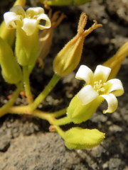 Tylecodon leucothrix