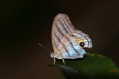 Chloreuptychia chlorimene