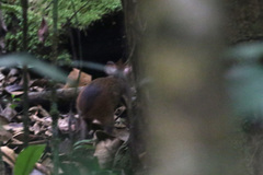 Dasyprocta prymnolopha