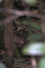 Dasyprocta prymnolopha