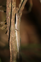 Anolis fuscoauratus