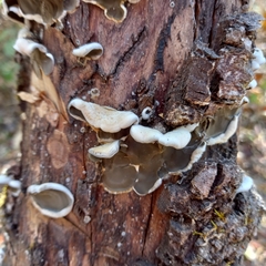 Auricularia mesenterica