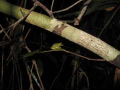 Boana cinerascens