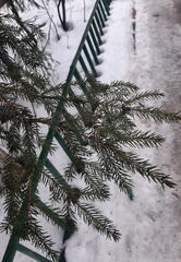 Picea abies