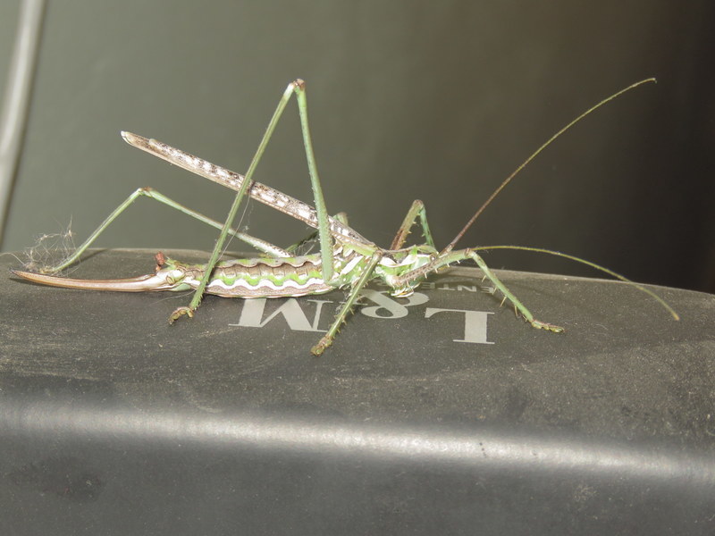 Common Wavy Clonia