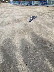 Columba livia domestica