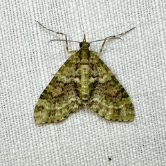 Tympanota perophora