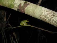 Boana cinerascens
