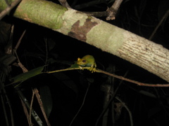 Boana cinerascens