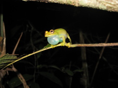 Boana cinerascens