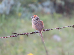 Sphenoeacus afer natalensis