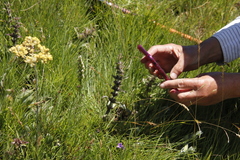 Disperis cardiophora