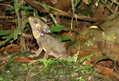 Boyd's Forest Dragon photo 2