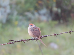 Sphenoeacus afer natalensis
