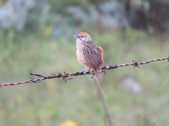 Sphenoeacus afer natalensis