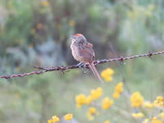 Sphenoeacus afer natalensis