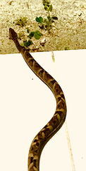 Bothrops leucurus
