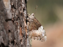 Hipparchia alcyone