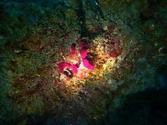 Alcyonium coralloides