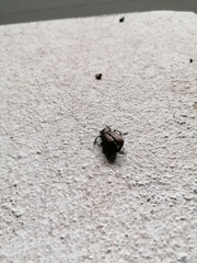 Calosoma argentinense