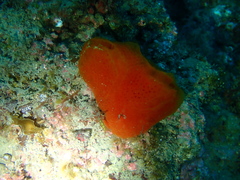 Aplidium elegans