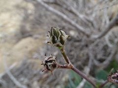 Reichardia tingitana