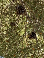Pinus halepensis