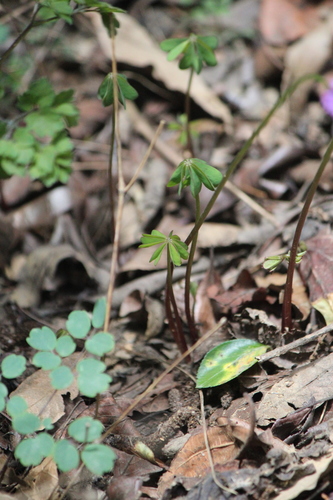 Image of Oxalis decaphylla by (c) José Belem Hernández Díaz, some rights reserved (CC BY)