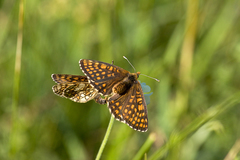 Melitaea diamina