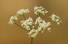 Seseli pallasii
