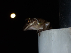 Osteopilus septentrionalis