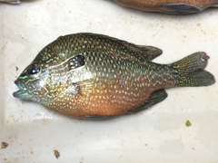 Lepomis marginatus