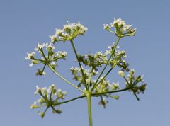 Seseli pallasii