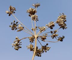 Seseli pallasii