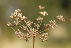 Seseli pallasii