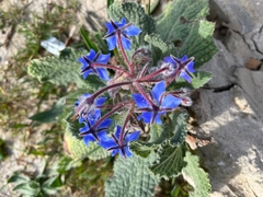 Borago officinalis