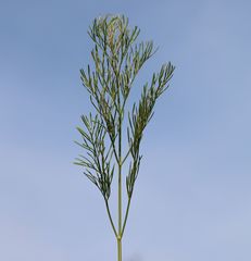Seseli pallasii