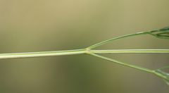 Seseli pallasii