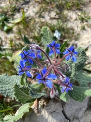 Borago officinalis