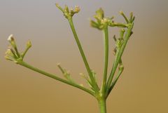 Seseli pallasii
