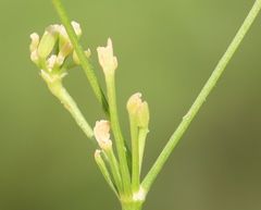 Seseli pallasii